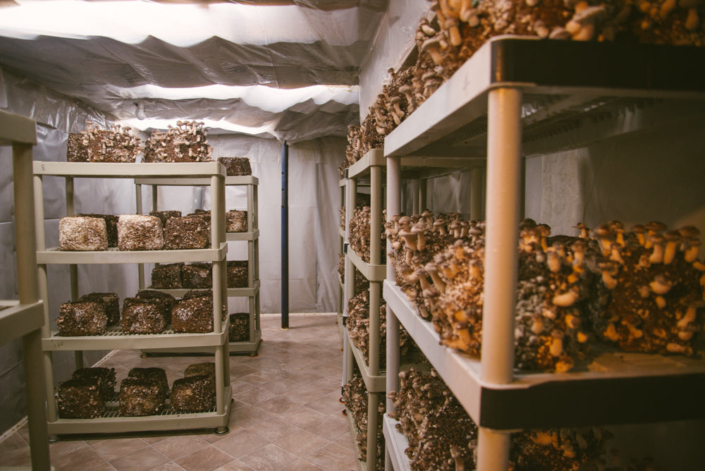 How to Grow Mushrooms Commercially: Some Key Factors to Know