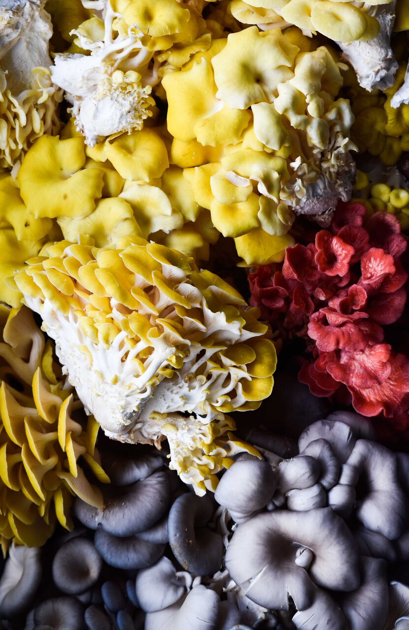 Growing Edible Mushrooms For Profit: Crop Cycle, Yield, and Costs