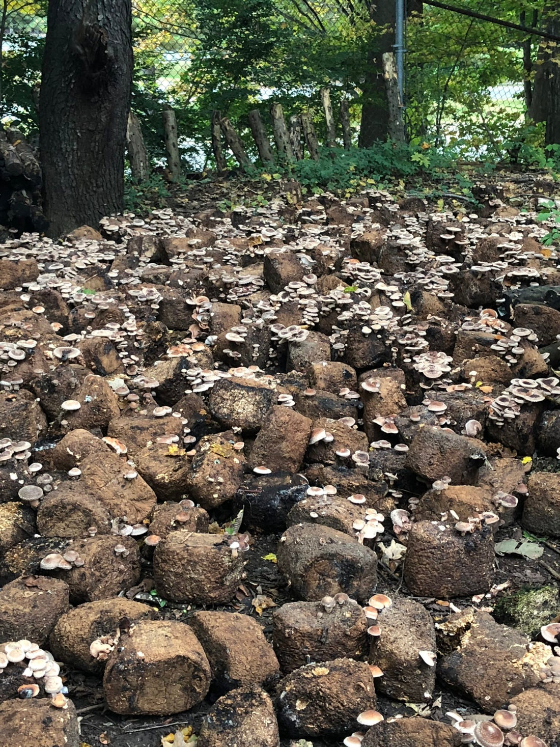 Learn How to Grow Mushrooms Commercially with Our Help