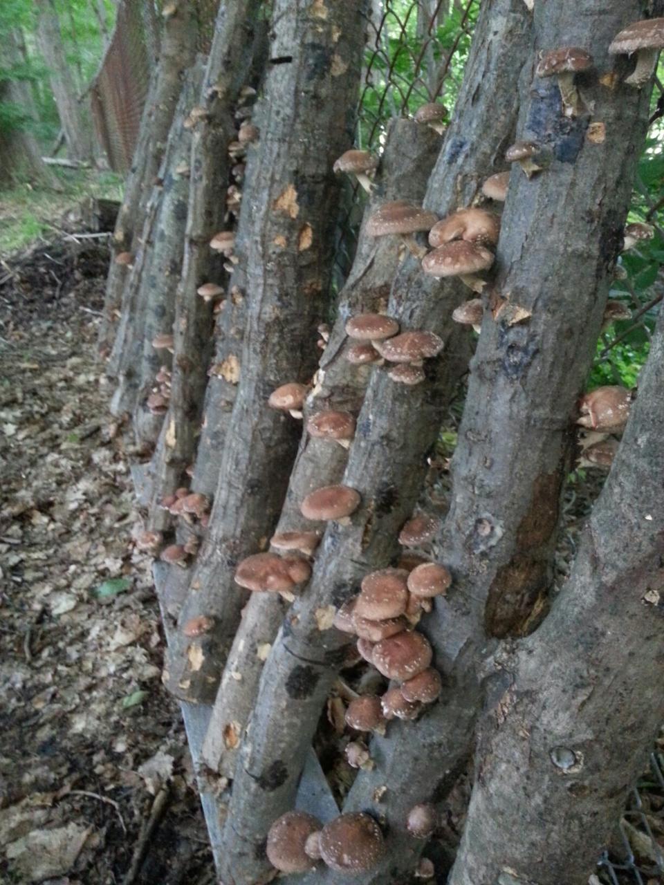 shiitake mushroom spores