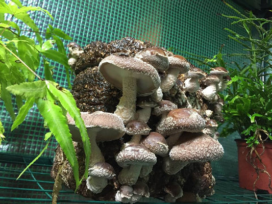 Shiitake Growing: Discover the 2 Most Popular Cultivation Methods