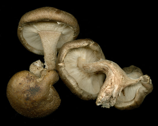 How Long are Mushrooms Good For? Considerations to Know