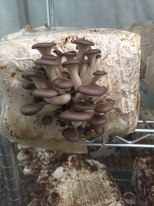 Oyster Mushroom Growing Kit Options That Delight the Eyes & Taste Buds