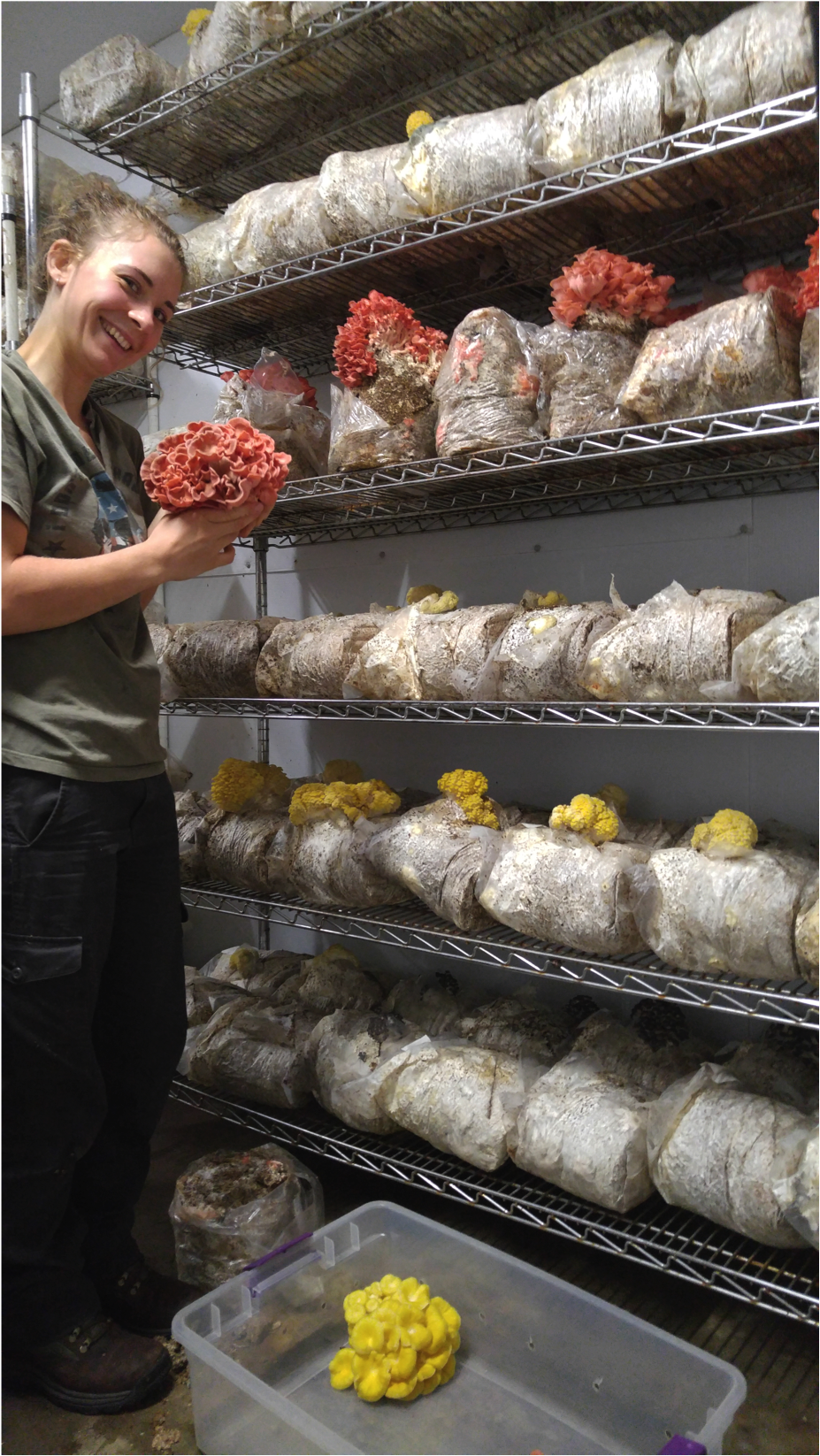 starting a mushroom farm business