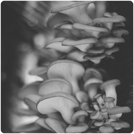 Learn Blue Oyster Mushroom Cultivation & Recommended Spawn Strains