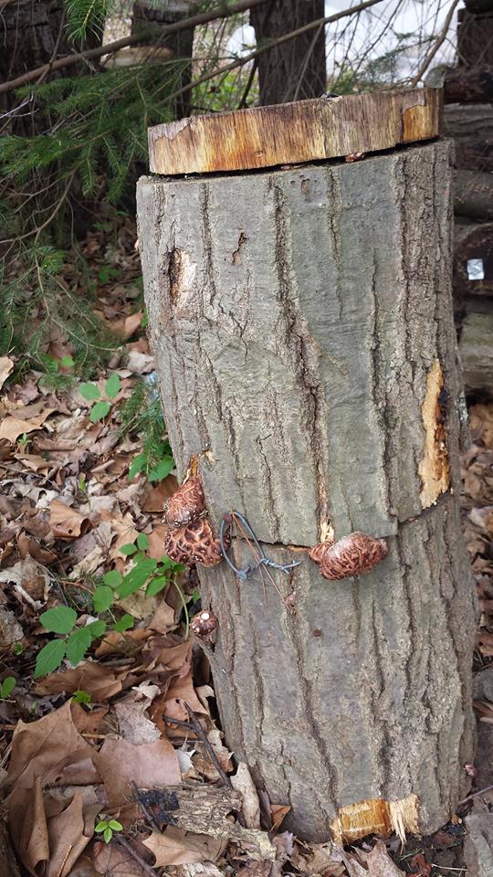 How to Grow Shiitake Mushrooms: 3 Easy Cultivation Methods