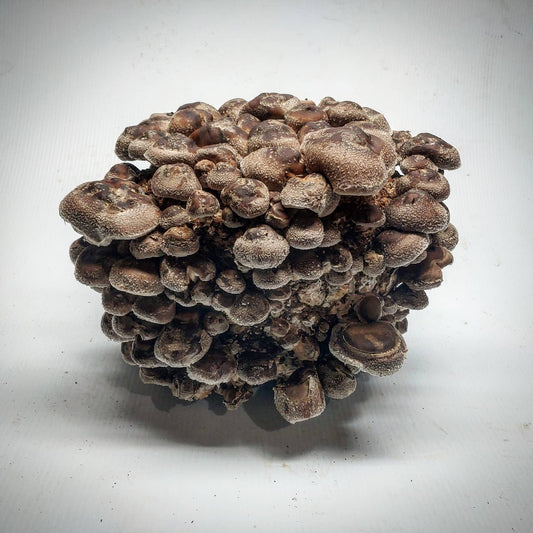 Fruiting a Shiitake Mushroom Growing Kit for Big Umami Flavor