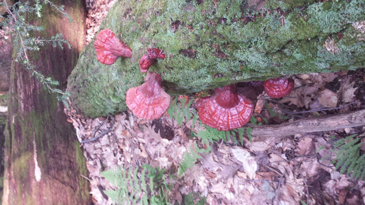 The Wonder of Foraging Mushrooms
