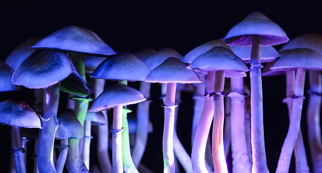 5 Things to Know About a Magic Mushroom Grow Kit