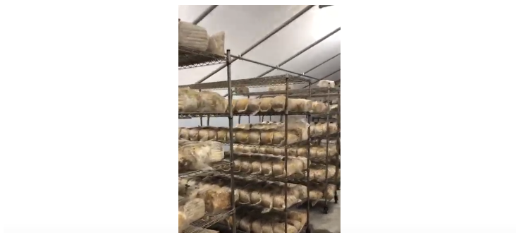 How Do Mushrooms Grow Indoors? A Commercial Setting Worth Seeing﻿
