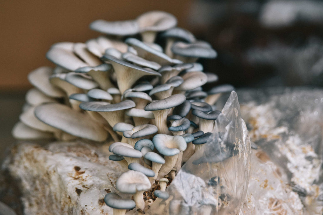 Use A Blue Oyster Mushroom Growing Kit to Yield a Beautiful Bounty 