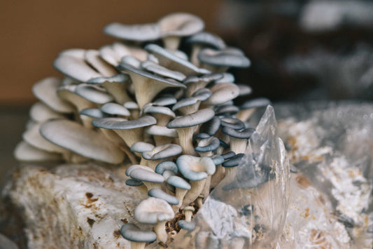 Discover Oyster Mushroom Nutrition Information to Eat Better
