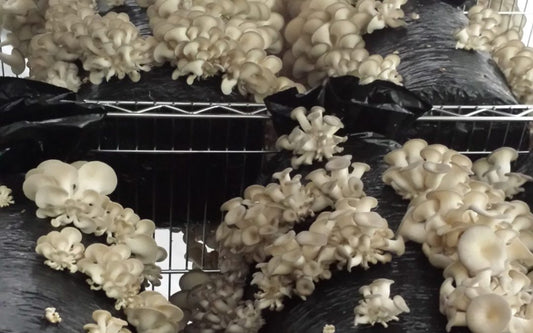 Growing Oyster Mushrooms: The Top 6 Strains for Great Yields