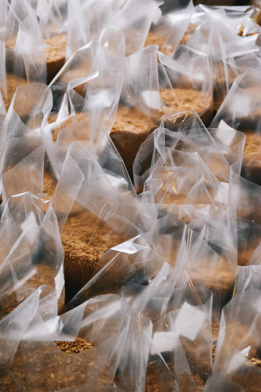 Mushroom growing supplies