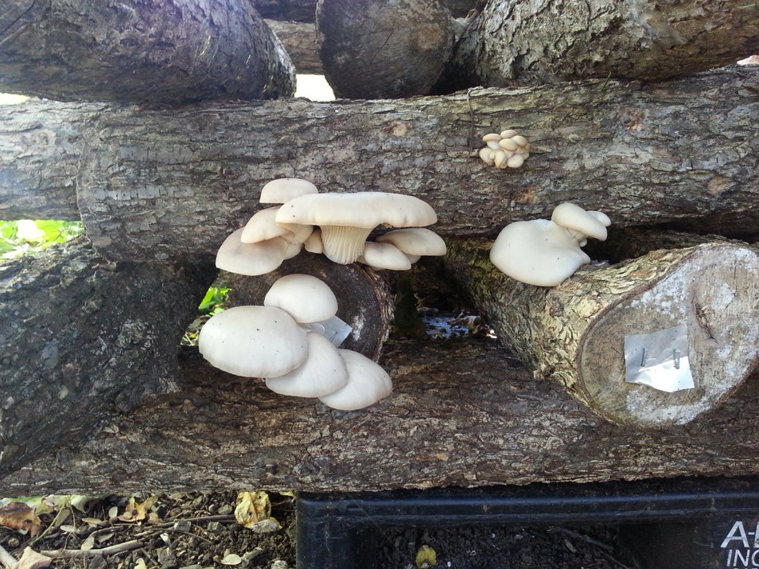 carbs in mushrooms