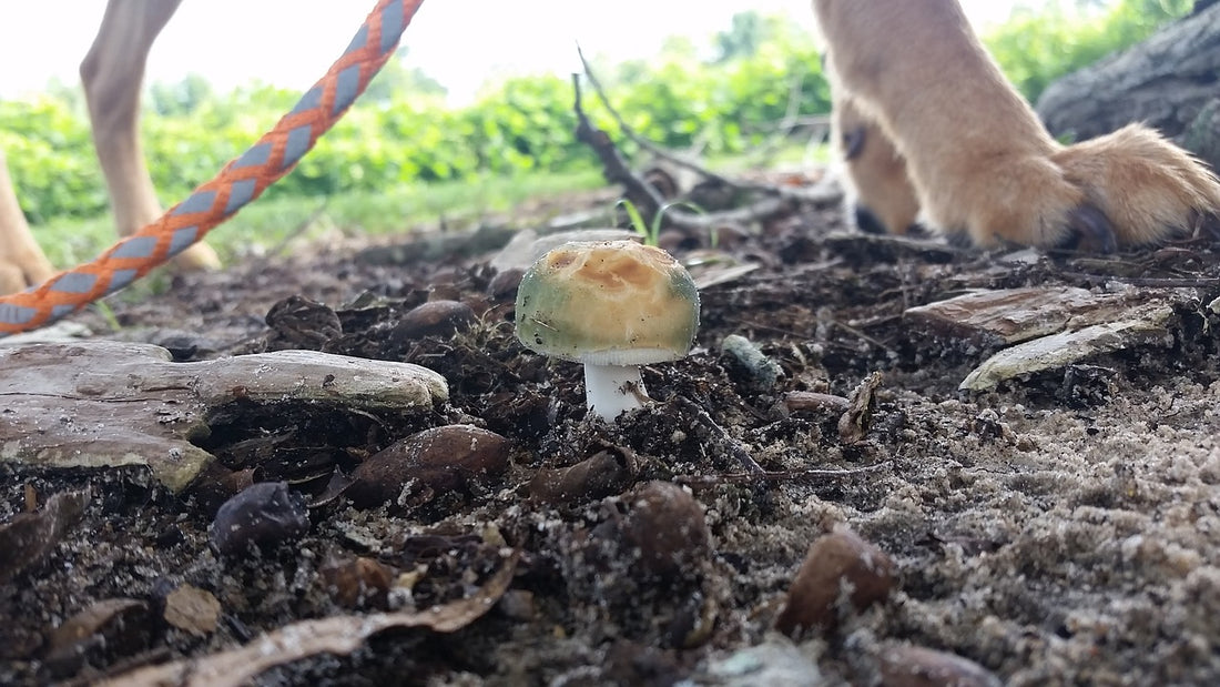 can dogs eat mushrooms