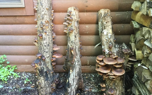 Build Your Own Shiitake Mushroom Log to Grow Mushrooms at Home