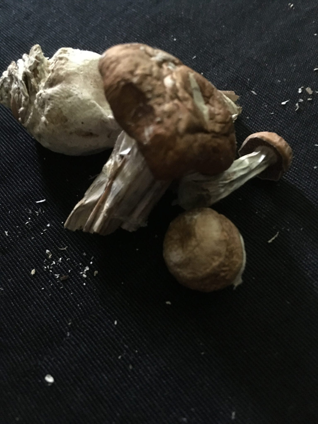 Top 4 Reasons Why Legalized Mushrooms Could Boom in 2020 like Cannabis