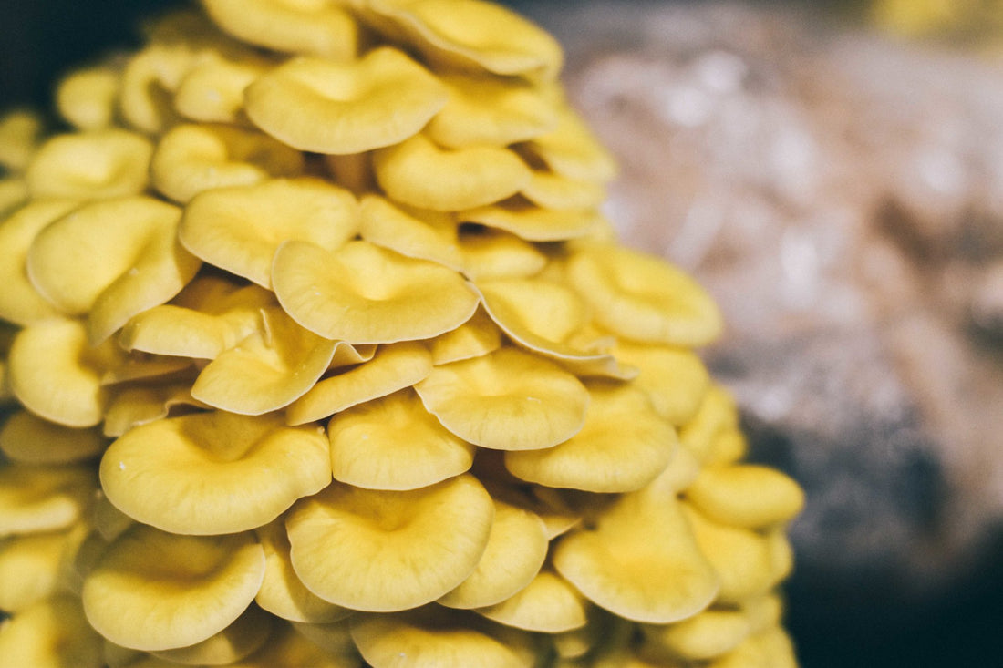 Learn How an Oyster Mushroom Starter Kit Produces Delicious Flushes