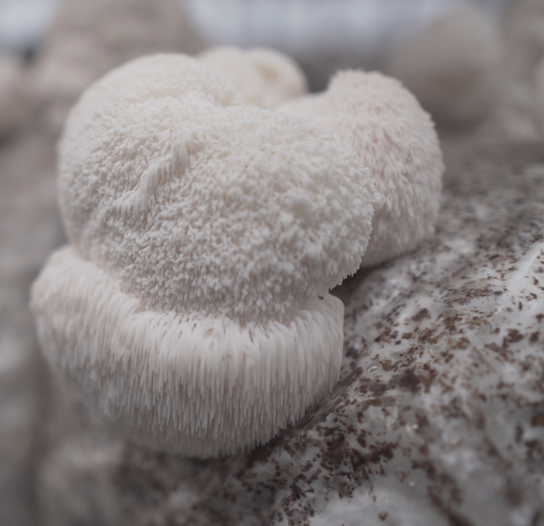Our Store is Where to Buy Lion’s Mane Mushroom Products 