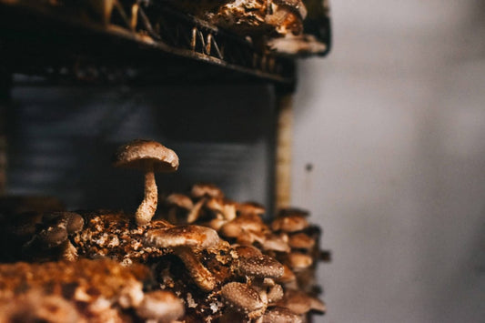 growing medicinal mushrooms