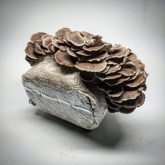 Learn About the Italian Oyster Mushroom & Grow Your Own at Home