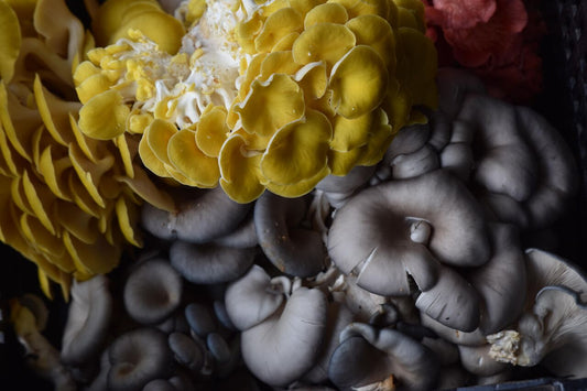 Experience a Comprehensive Mushroom Store Online Here