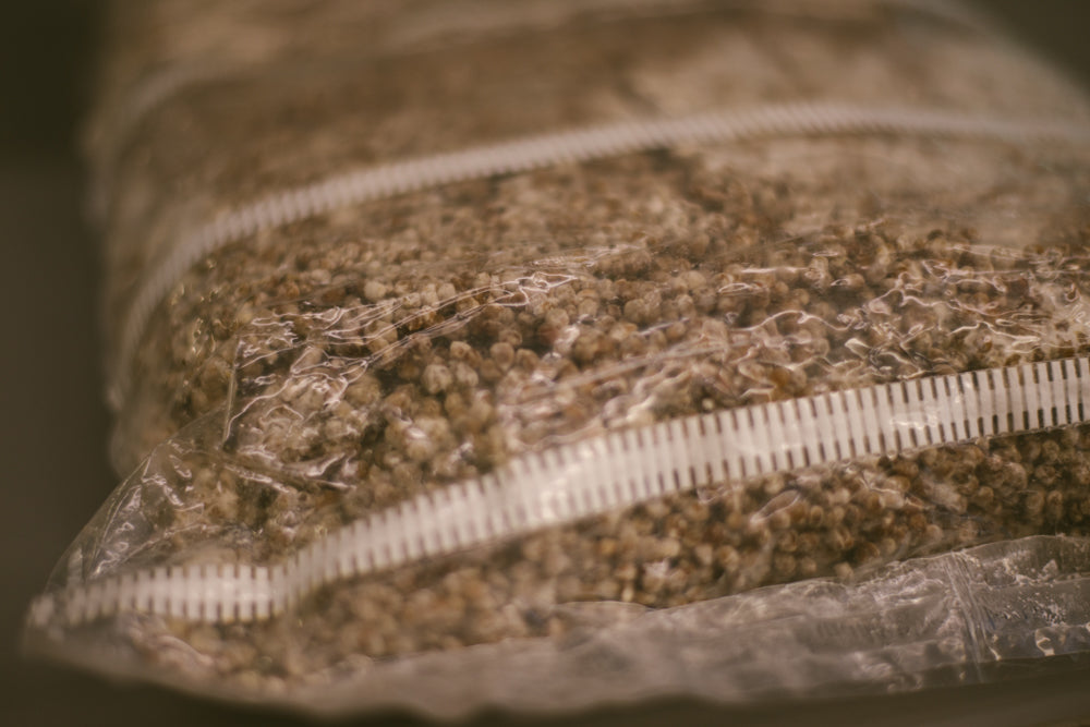 Understanding the Best Grain for Mushroom Spawn Propagation 