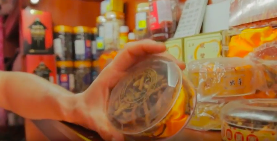 Seeking Cordyceps Mushroom in Shanghai, China: A Trip for New Strains