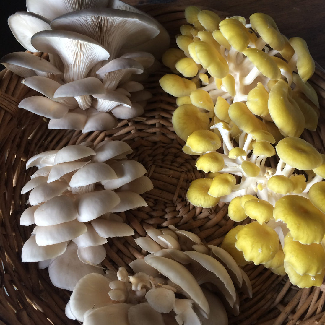 Discover Our Grow Your Own Mushroom Kit Options for Tasty Results 