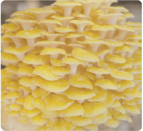 Growing Golden Oyster Mushrooms at Home or Commercially