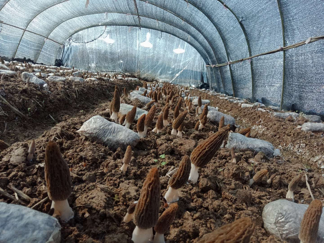 How to Grow Morel Mushrooms: A Step-by-Step Process for You