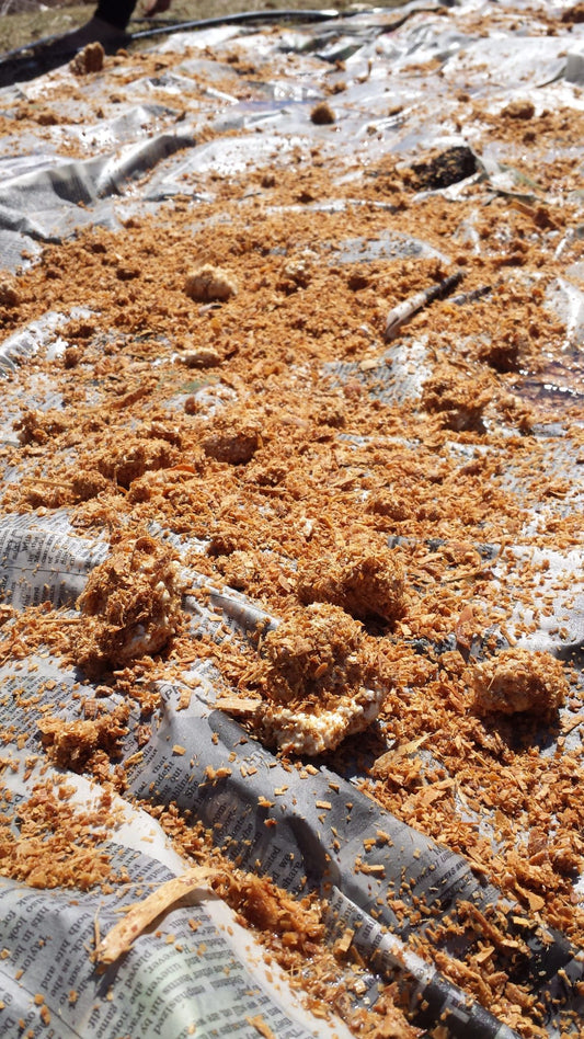Sawdust Mushroom Spawn: 3 Big Reasons to Use Our Spawn