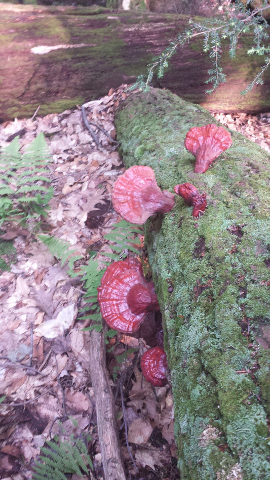 Using a Mushroom Extract Has Grown in Popularity for Sensible Reasons