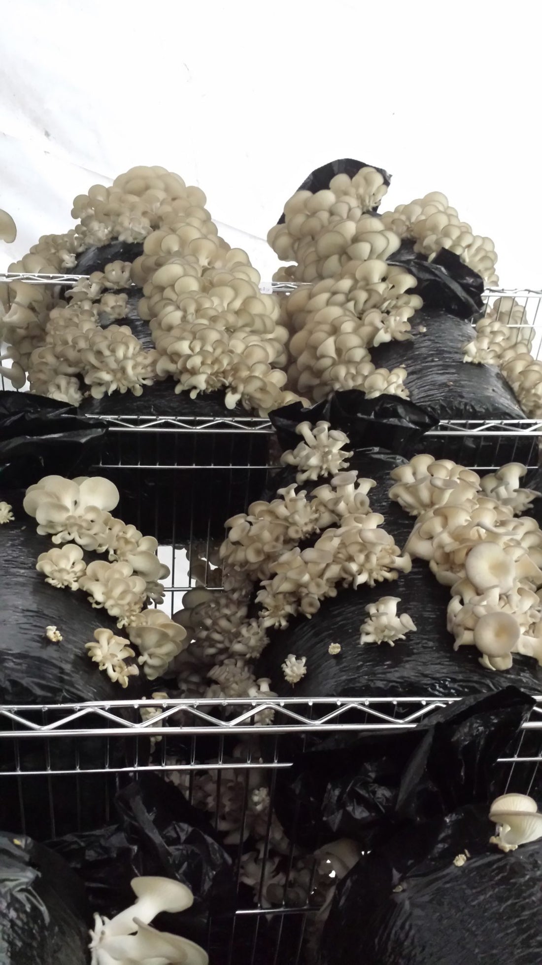 mushroom log kit