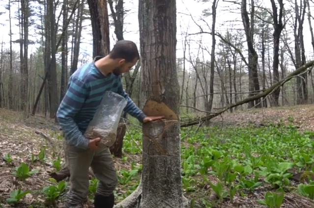 Growing the Yellow Oyster Mushroom on Stumps