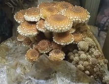 How Do Mushrooms Grow? An Example From Our Mushroom Farm