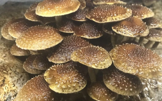 what are chestnut mushrooms