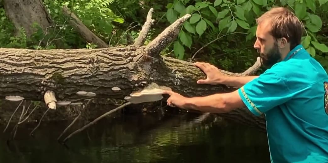 Wild Mushroom Identification Pictures & Videos: Artist Conk & Reishi