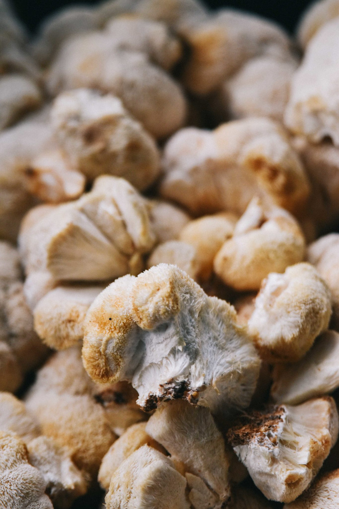 How Long Do Mushrooms Last? Discover Ways to Increase Their Usage