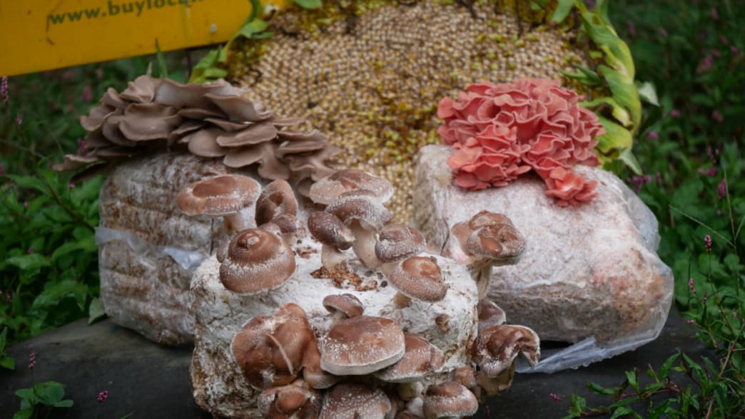 Understanding Mushroom Supplements for Brain Health Support