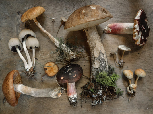 types of edible mushrooms