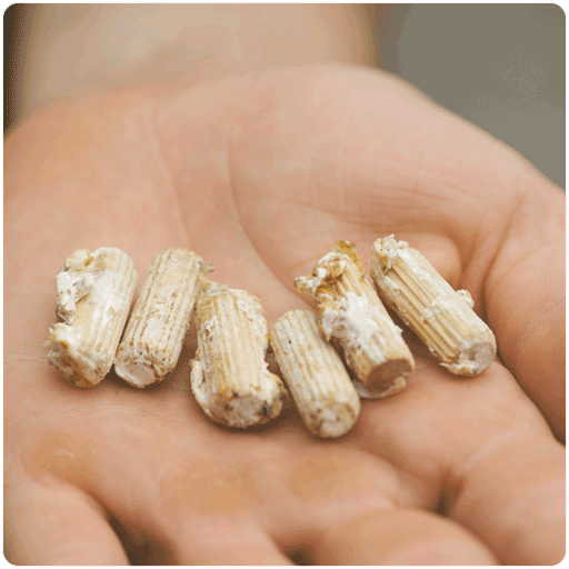 Shiitake plug spawn for inoculating logs and growing mushrooms