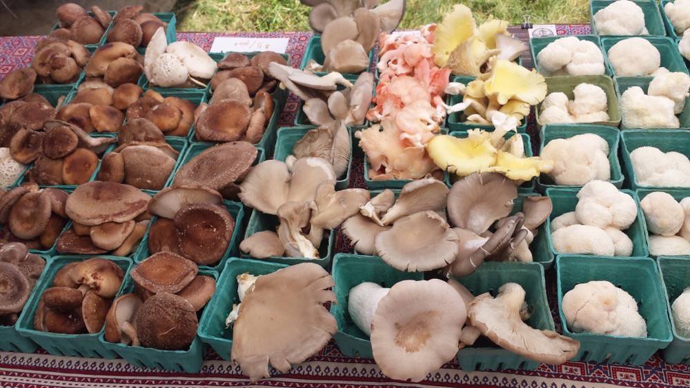 Mushrooms for Sale: Options for all Kinds of Mycophiles