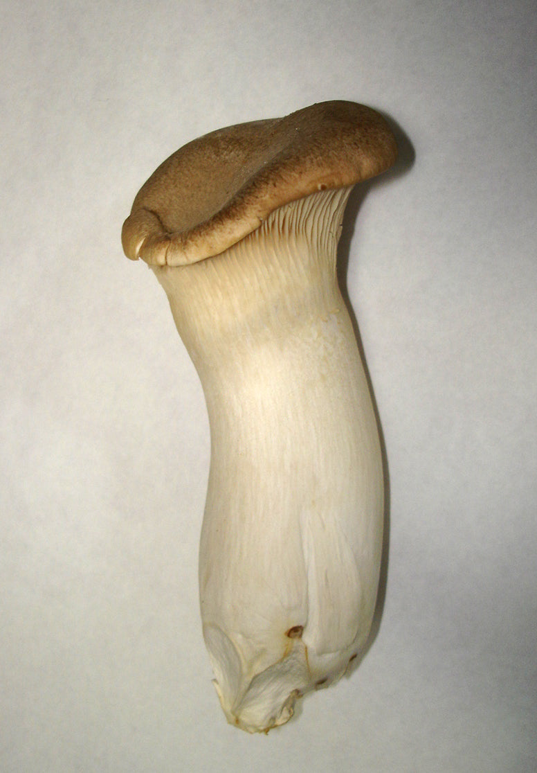 King Trumpet Mushroom Can Also Benefit Your Pet’s Health