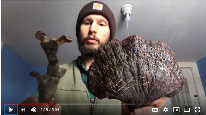 A Reishi Mushroom Growing Kit Means You Don’t Have to Forage