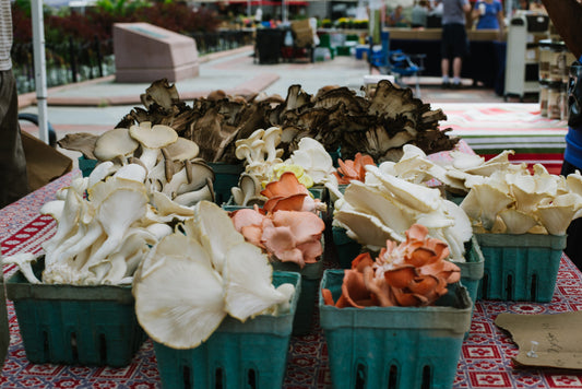 Mushroom Varieties: The Expansive World of Edible Mushrooms