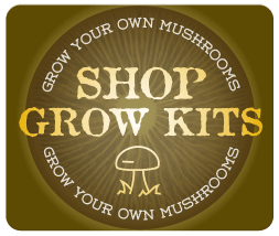 Buy Mushrooms To Grow — How A Mushroom Grow Kit Will Change Your Life