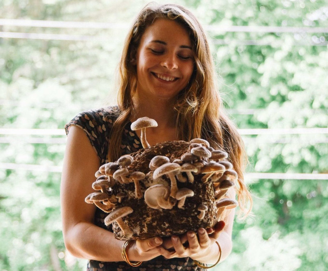 Shiitake Mushroom Spawn Suppliers Can Help You with Delicious Yields