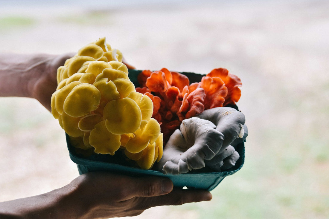Our Oyster Mushroom Kit Options Are Beyond Beautiful (They’re Tasty, Too!)